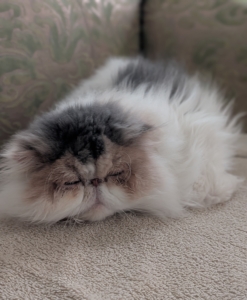 Dahlia plays hard and sleeps hard. Kittens six months and older, and adult cats, sleep about 16 to 18 hours a day on average. And, kittens have a similar routine to adult cats, napping throughout the day. They are usually most active at dawn and dusk. Dahlia enjoys napping on this settee in my sitting room.