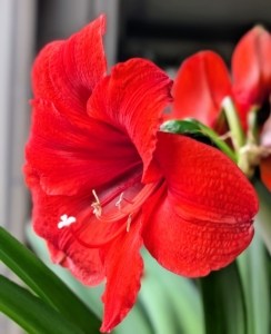 While the most popular colors are red and white, flowers may also be pink, salmon, apricot, rose or deep burgundy, and some unique striped varieties.