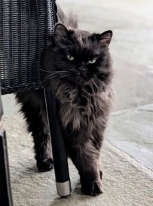 And this beautiful chocolate Persian is Chrysanthemum. She also traveled all the way from Doha and came to me through Rock ‘N Rescue.