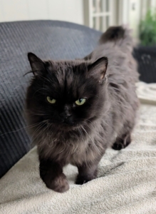 In fact, she is quick to walk towards anyone looking for an ear scratch.