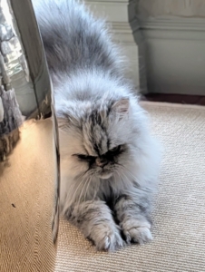And here she is in my sitting room stretching in a "play bow." Do you want to play, Magnolia?
