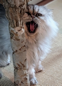 Is this a yawn, a meow, or both? Do you know... cats meow primarily to communicate with humans? It's their way of expressing their emotions, wants, and needs.