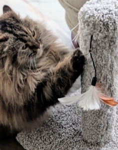 She fits in so nicely with her new “sisters.” She’s playful, confident, and very friendly.