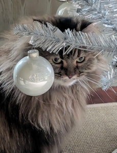 She's also quite curious. Here she is checking out the holiday decorations.