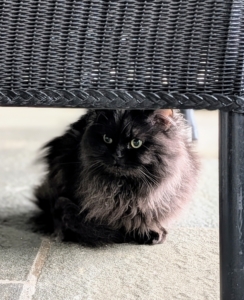 I adopted Chrysanthemum on Halloween. She has just started to explore more of my home. She also loves company and rubs up against all who stop to say hello.