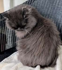 Her gorgeous coat is chocolate to smoky brown.