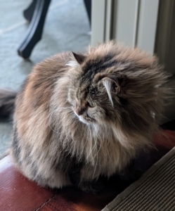 And here she is in the enclosed porch where the "kitty buffet" is kept for all the cats in my Winter House.
