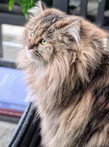 Lilium traveled all the way from Doha, the capital city of Qatar in the Middle East. I adopted Lilium and Magnolia through Rock ‘N Rescue.