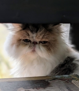 Sometimes Dahlia likes to lounge in one corner of my enclosed porch where she gets full views of the outdoors through floor to ceiling windows.