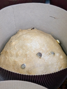 After proofing, the panettone is placed into its paper wrap and then left to proof again. Look closely, once the dough rises to the mark, it is ready to bake.