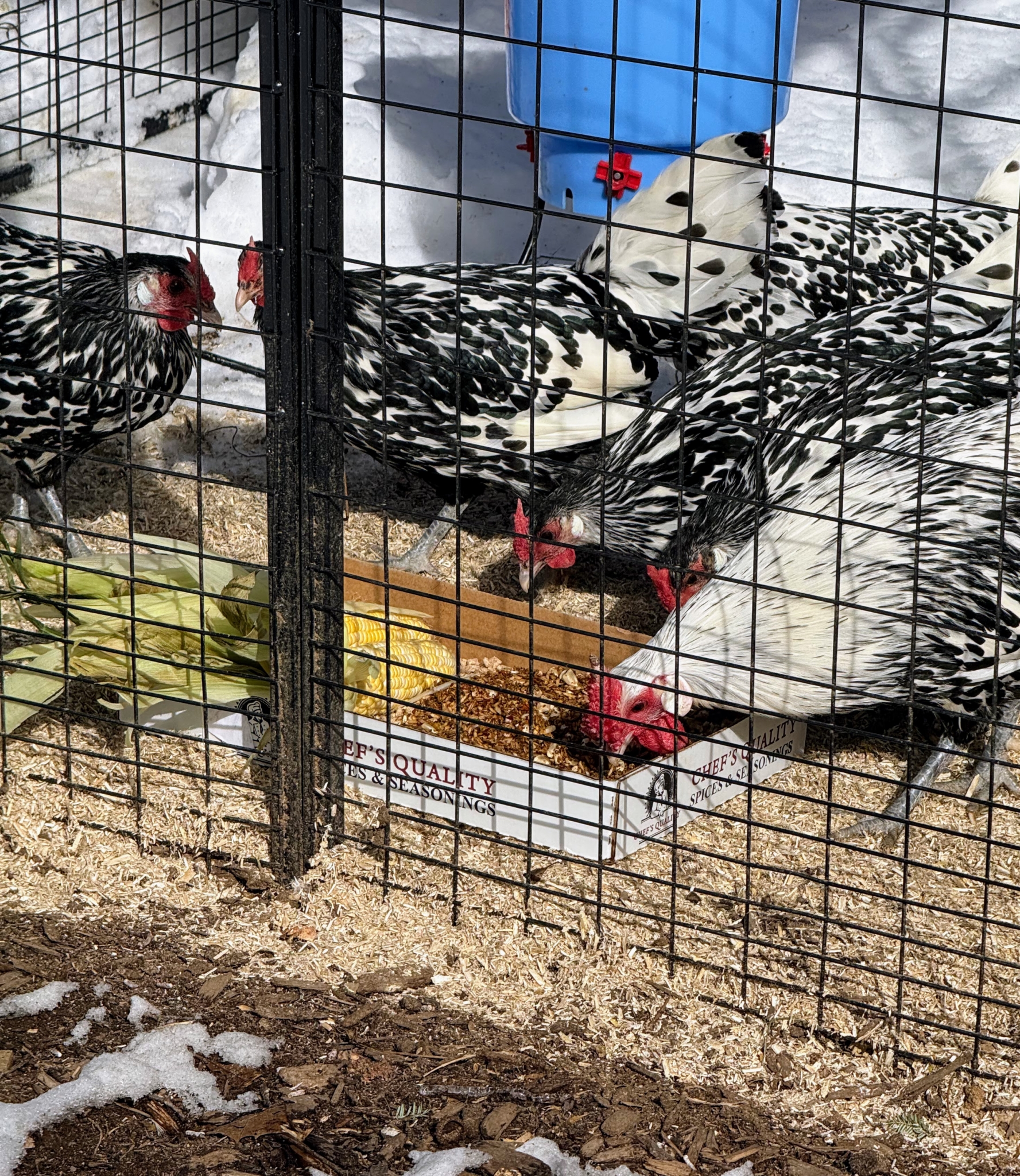 Helping My Chickens in Winter - The Martha Stewart Blog