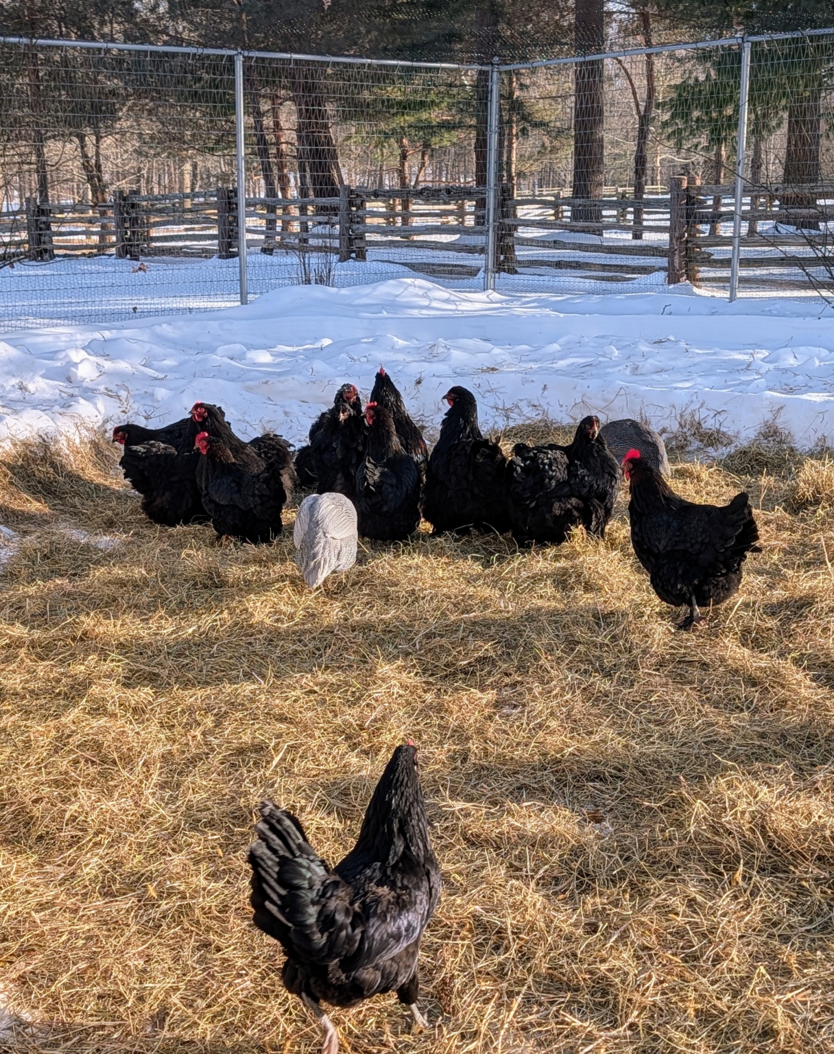 Helping My Chickens in Winter - The Martha Stewart Blog