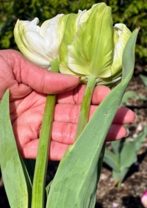 Elvira also picks some white tulips.