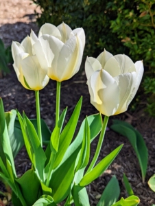 Garden tulips thrive in sunny areas with well-drained soil. They also need cold winters, where they can get 12 to 16 weeks with temperatures between 35 and 45 degrees Fahrenheit to trigger proper root development and flower formation.