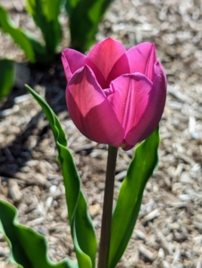Although closely associated with Holland, tulips were first cultivated in Turkey. The name tulip is believed to be derived from the Turkish word for turbans, “tulbend,” because of their resemblance.