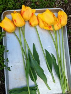 Cut the tulips at the base of the stem at a 45-degree angle to provide the largest surface area for water uptake while in the vase.