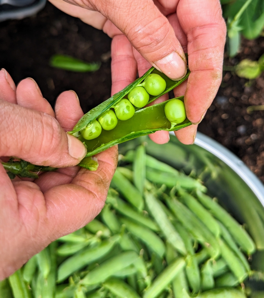 Planting Peas in My Garden - The Martha Stewart Blog