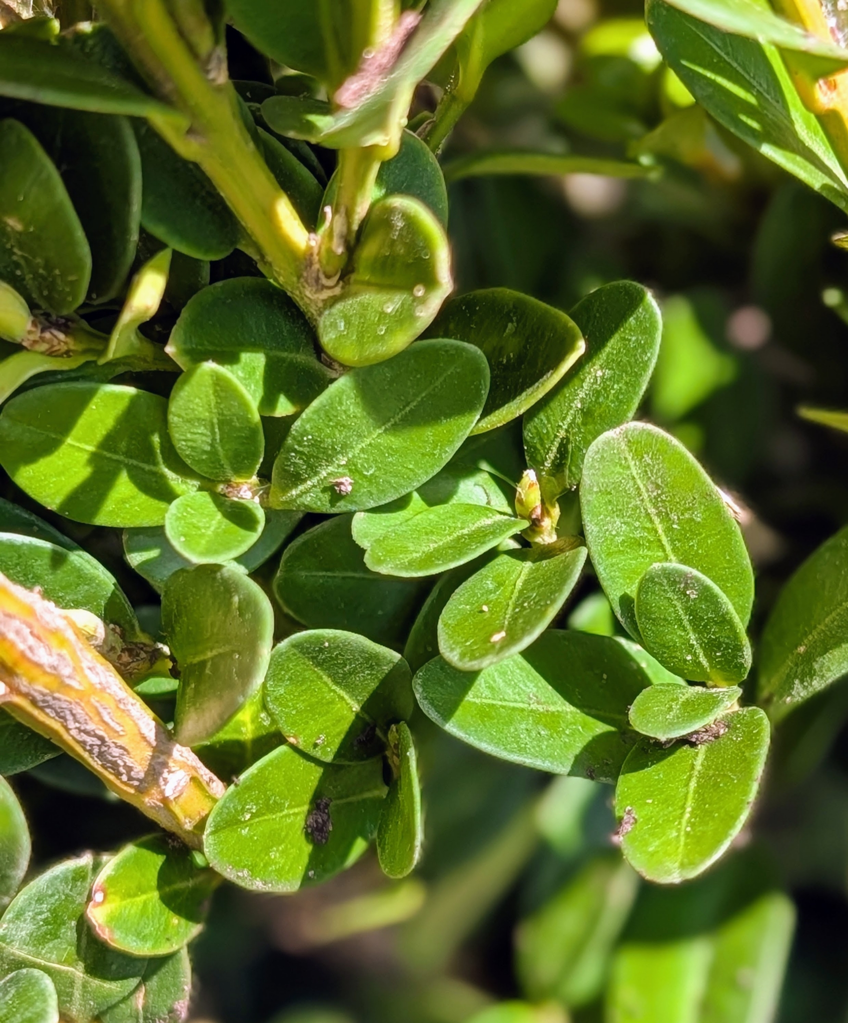 Potting Up Hundreds of Boxwood Bare-Root Cuttings - The Martha Stewart Blog