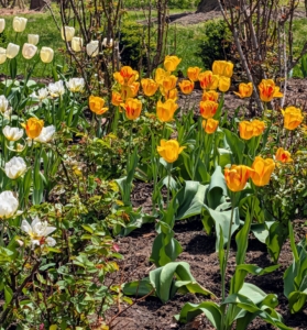 Tulips typically begin emerging from the ground in late winter or early spring. I have tulips growing in many areas around my farm including several beds of my vegetable garden, in my flower cutting garden, and in this bed behind my main greenhouse.