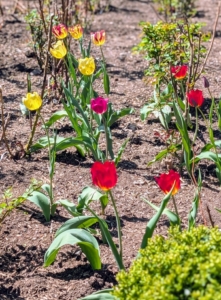 In 2015, this garden was dedicated entirely to tulips. I eventually turned this space into a rose garden, but some tulips continue to pop up every spring.
