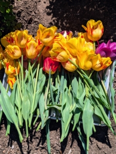 Blog Memories: Enjoying Cut Tulips Blog Memories: Enjoying Cut Tulips