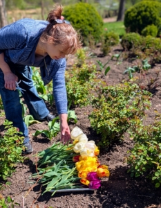 Here's Elvira cutting some of the tulips to bring indoors. If possible, cut tulips when the buds show full color but are not yet completely open - this will allow for the longest vase life.