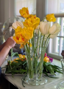 Elvira mixes white with these yellow tulips. Tulips have been hybridized in just about every color except blue. Most tulips have one flower per stem, but there are some multi-flowered varieties.