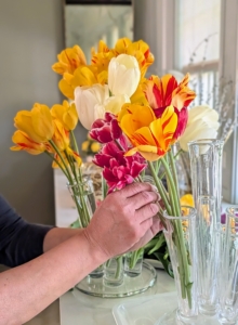And do you know… tulips follow the sun even when they’re in a vase? Watch them. Tulips also continue to grow even after they’ve been cut.