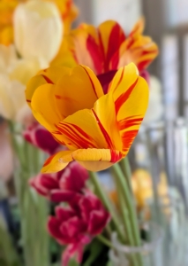 These yellow tulips with bright red streaks are striking for cut arrangements.