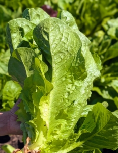 This week, I harvested many heads of lettuce and shared them with everyone here at the farm.