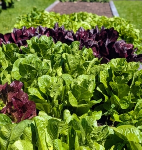 I am always growing lettuce. Lettuce, Lactuca sativa, is a cultivated plant of the daisy family, Asteraceae. Lettuce is a fairly hardy, cool-weather vegetable that thrives when the average daily temperature is between 60 and 70-degrees Fahrenheit. I grow several varieties.