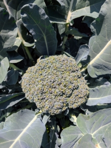 Broccoli is a hardy vegetable of the cabbage family that is high in vitamins A and D. And, according to the National Agricultural Statistics Service, USDA, the average American eats more than four-pounds of broccoli a year. My broccoli is looking perfect.