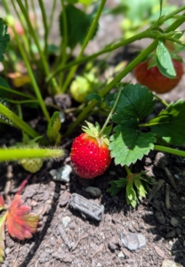 One one side, I have three long beds of strawberries and I'm seeing more beautiful bright fruits every day. Strawberries are among the easiest berries to grow. They are cold-hardy and adaptable, and can be planted in both garden beds and containers.