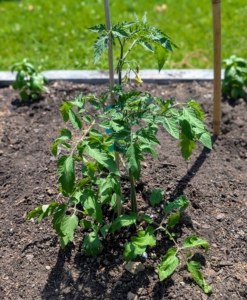 The vines will be secured to the bamboo as they grow. My tomatoes are grown from seed in my greenhouse every year.