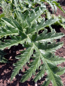 These are the leaves of my artichokes. Globe artichokes, Cynara scolymus, are popular in both Europe and the United States. Artichokes are actually the flower buds, which will emerge from the center of the plants. Artichoke plant leaves are silvery-green in color with long, arching shapes. The plant stems are thick and fleshy.