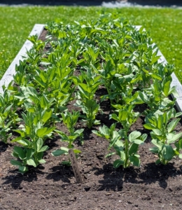 Here are the fava beans. Vicia faba, also known as the broad bean or fava bean is an ancient member of the pea family. Fava beans have a nutty taste and buttery texture.
