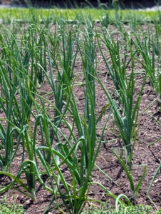 I planted my onions in late April – look how much these onions have grown. I plant a lot of white, yellow and red onions. Onions are harvested later in the summer when the underground bulbs are mature and flavorful. I always look forward to the onion harvest!