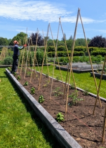 It’s easy to spot where the tomatoes are growing by all the bamboo supports. If you’ve ever grown a vining plant, you know how important it is to provide strong structures to which the vines can cling and climb. Bamboo is strong and easy to find at garden supply stores. Here's Cesar securing three tall bamboo stakes above each tomato plant.