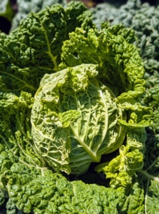 This is one of my cabbages. To get the best health benefits from cabbage, it’s good to include all three varieties into the diet – Savoy, red, and green. Savoy cabbage leaves are ruffled and a bit yellowish in color. It has crinkled, emerald green leaves, and a mildly nutty and sweet flavor.