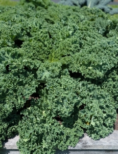 My kale is always a big shower in the garden – look how beautiful this crop is. Kale or leaf cabbage is a group of vegetable cultivars within the plant species Brassica oleracea. They have purple or green leaves, in which the central leaves do not form a head.