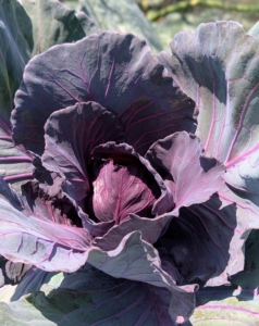 Red, or purple, cabbage is often used raw for salads and coleslaw. It contains 10-times more vitamin-A and twice as much iron as green cabbage.