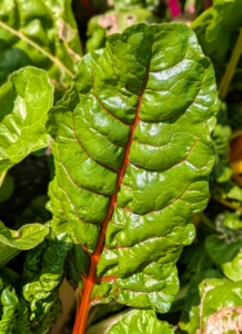 Swiss chard is a leafy green vegetable often used in Mediterranean cooking. The leaf stalks are large and vary in color, usually white, yellow, or red. The leaf blade can be green or reddish in color.