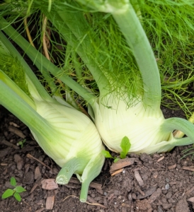 It's fennel - the aromatic, rounded white bulb at the base. Fennel has a crisp texture and mild licorice flavor, which becomes sweeter when roasted or sautéed.
