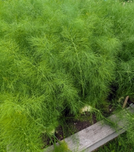 And do you know what's growing below the feathery, thread‑like, and bright green to bluish‑green foliage?