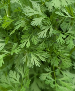 There is also a lot of fresh and fragrant cilantro. Often known in the United Kingdom as coriander, cilantro comes from the plant Coriandrum sativum. In the United States, the leaves of the plant are referred to as cilantro and the seeds are called coriander. Cilantro is also commonly known as Chinese parsley. And those who care for it and those who don’t are split – and it’s actually genetic. Some possess a gene that makes them super-sensitive to the aldehyde component found in cilantro. Do you love cilantro, or hate it?