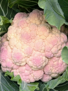 The cauliflower is also looking amazing. Here’s a beautiful head of cauliflower. Purple cauliflower gets its color from anthocyanin, a naturally occurring phytochemical that is also found in other red, blue, or purple fruits and vegetables.