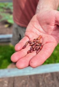 Once the seeds are sown, the harvest of fresh beans usually begins in seven to eight weeks and lasts for around three weeks. Both bush and pole bean cultivars are members of the same species, Phaseolus vulgaris, also called “common beans.” Bush beans are one of the easiest vegetables to grow. They grow in small bushes 12 to 24 inches tall and don’t require any trellising.