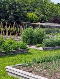 Everyone always asks what I do with all the vegetables I grow. I share them with my family, but I also love sharing the bounties with friends, colleagues, and my hardworking crew here at the farm. I also provide fruits, vegetables, and eggs for photography and video shoots. And, of course, all my birds get vegetables too. I hope your gardens are doing well this season.