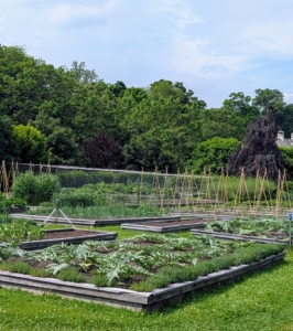 I planned this garden close to my Winter House, so I can get to it quickly, see what is growing, and pick what is ready.