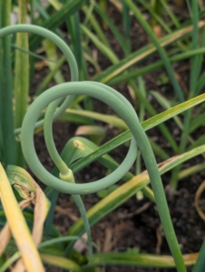 By mid-June, the scapes appear. Garlic scapes are the flower buds of the garlic plants. They’re ready about a month before the actual garlic bulbs. Scapes are delicious and can be used just like garlic. Scapes can be cut when the center stalks are completely formed and the ends are curled.